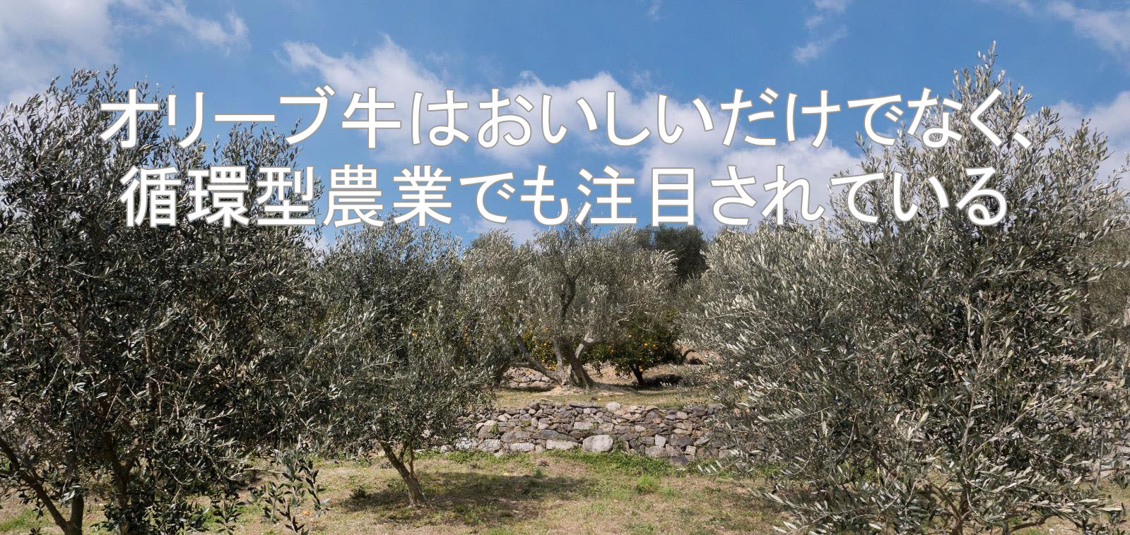 オリーブ牛はおいしいだけでなく、循環型農業でも注目されている
